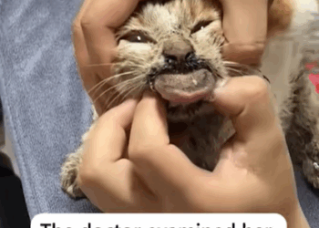 T1107006 Rescue cat that has been abused by someone and pray to God that she part2