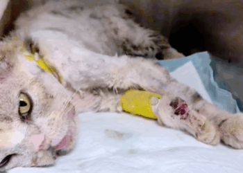 T1107004 Rescue an injured stray kitten part2