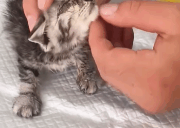 T1107016 found poor little kitten next to the trash can covered in flies part2