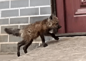 T2907006 The mother fox brought her baby to humans for care part2