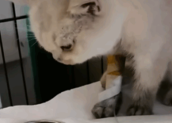 T2907010 Lovely animals animals animal loveanimals fyp loveyou catss part2