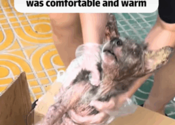 T2907028 Rescue dog Tatcha rescue animals adoptdontshop petlover dog part2