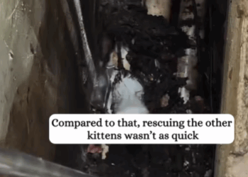 T2907013 Rescue kittens from stinky drain fyp rescue animals cat catsoft part2