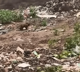 T0108011 dog dogsoftiktok poordog rescuedog part2