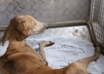 T0108005 Every small action can change dog life RescueDog Adopt NewLife part2