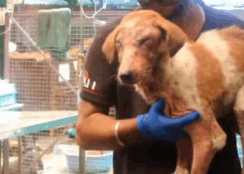 T0108003 Dogs are not toys they are family RescueDog Adopt NewLife part2