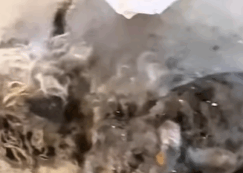 T0108002 cat catsoftiktok poorcat part2