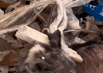 T0108006 dog dogsoftiktok poordog rescuedog part2