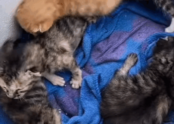 T0108001 cat catsoftiktok poorcat part2