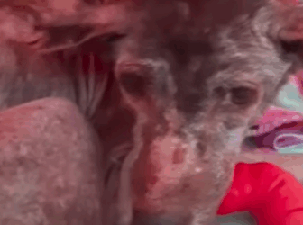 T0108004 Dogs can protect themselves they need you RescueDog Adopt N part2