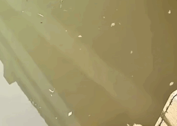 T0108010 dog dogsoftiktok poordog rescuedog part2