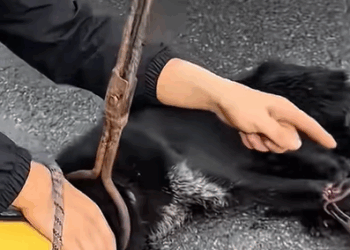 T0108009 Rescue Animal part2