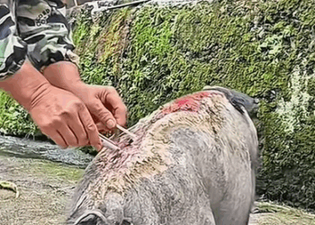 T0108007 Rescue Animals ❤#animalrescue#rescuecat#rescuedog#viral part2