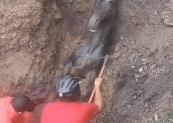 T0108014 All they need is love part2