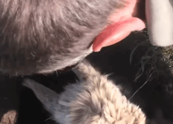 T0108016 Hero Farmer Rescues Lost Alpaca part2