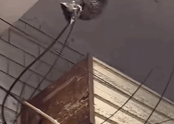 T0108008 cat catsoftiktok poorcat rescuecat part2