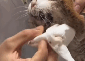 T1507007 Rescue Abandoned cat abandoncat straycat part2