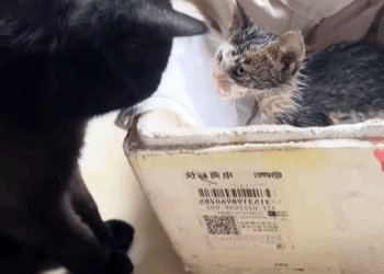 T1107001 Rescue poor stray cat and take care of her as she grows up animals part2