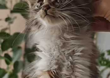 T1507025 pets animalslover foru xuhuong2022 FYP pet animalsof part2