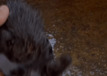 T1107023 Rescue stray cat in the market animalsoftiktok rescueanimals part2