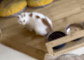 T1507019 Love is blind Respect please AdoptDontShop pets FYP part2