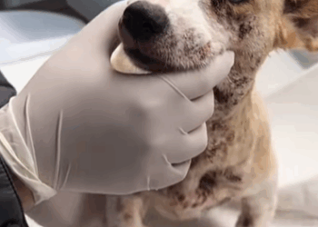 T1107009 Rescue an abandoned puppy with skin disease and record her process of part2