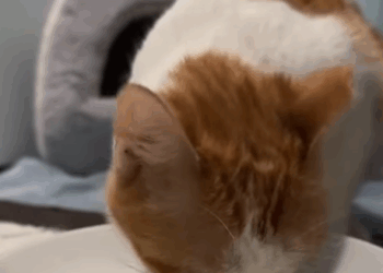 T1507005 Girl feeds stray cat and the happy ending animal rescueanimal part2