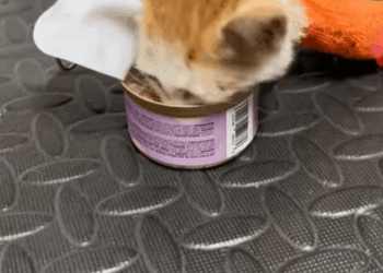 T1107008 Rescue kitten hit by car and record her treatment process rescue part2