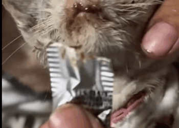 T1507008 PART Rescue poor kitten part2