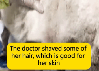 T1107013 The abandoned dog used to wander on the streets but now she is about part2