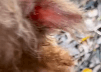 T1507023 help the poor blind puppy animalslover foru pets part2