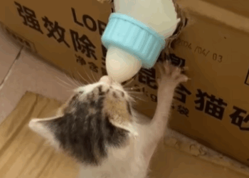 T1107015 When My Dog Decided to Rescue Stray Cat fyp animal rescue part2