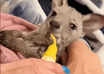 T1507004 Rescue and adoption of baby kangaroo after the death of its mother part2