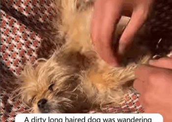 T1107011 dirty long haired dog was wandering outside and kind hearted peopl part2