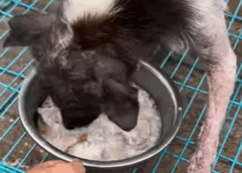 T1507010 Respect animalsoftiktok rescue rescue animals pets for part2