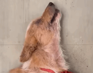 T1107018 Rescue dog that has been abandoned and abused puppy dog dogsofti part2