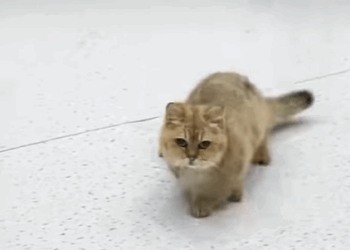 T1507013 Part RespectRespect animalslover viralvideos petsoftiktok part2