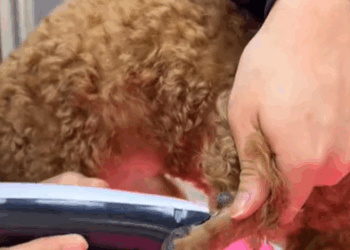 T1107007 The little dog accidentally fell into an ice cave and the man rescued part2