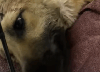 T2508051 Rescue puppy in car accident rescue fyp animals rescuedog Anima part2