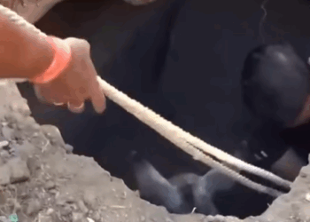 T2508040 Rescue the donkey that fell into the pit and the ending part2