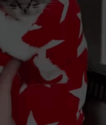 T2508002 Man saves baby bobcat in water pipe animal rescue rescueanimal part2