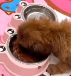 T2508036 Rescuing puppy from landfill it seemed to have passed away but part2