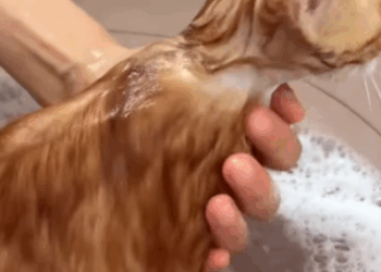 T2508043 Rescue poor kitty and then rescue fyp animals cat kitty kitten part2