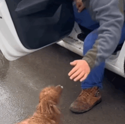 T2508037 The puppy was abandoned by its owner in the middle of the street and part2