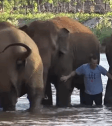 T2508038 Rescuing baby elephant that fell into hole and the ending part2