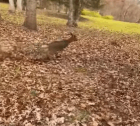 T2508048 Rescue fawn that has fallen into ditch and then rescue fyp part2