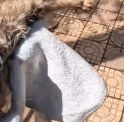 T2508033 Rescue the kitten in front of heaven door part2