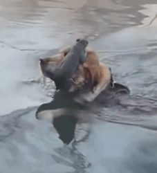 T2508042 My dog saved drowning squirrel and then rescue fyp animals part2