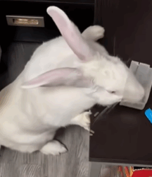 T2508024 couple rescued poor rabbit with broken leg and gave it loving part2