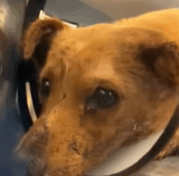 T2508047 Rescue dog that fell out of window and then fyp rescue animals part2